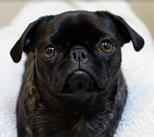 Harley (Pug)