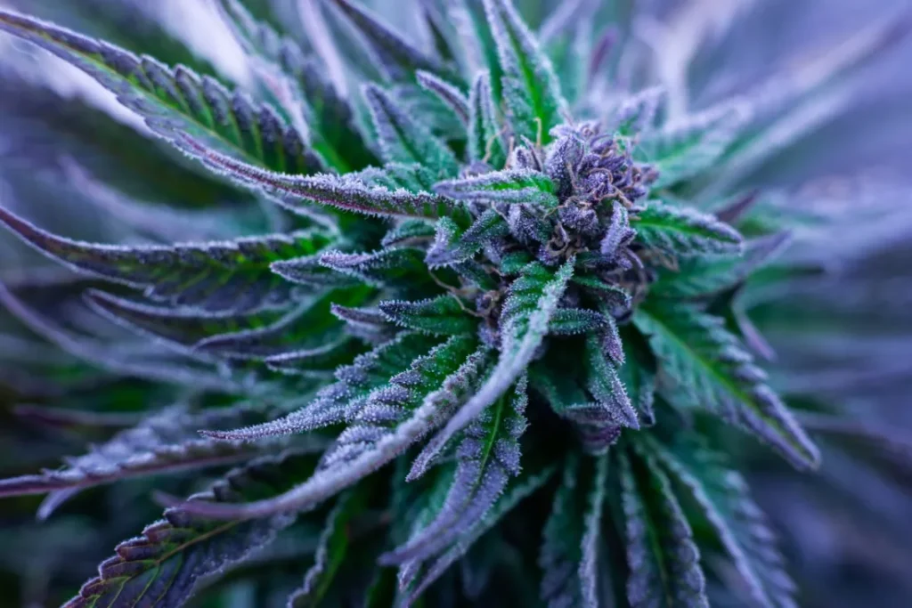 Cannabis Strains Explained: Effects & How to Choose