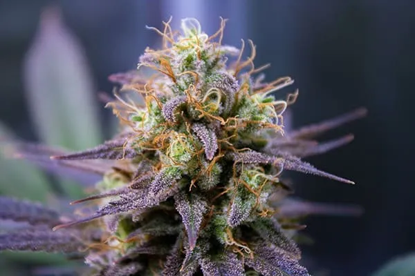 Cannabis Flower Guide: Types & Benefits