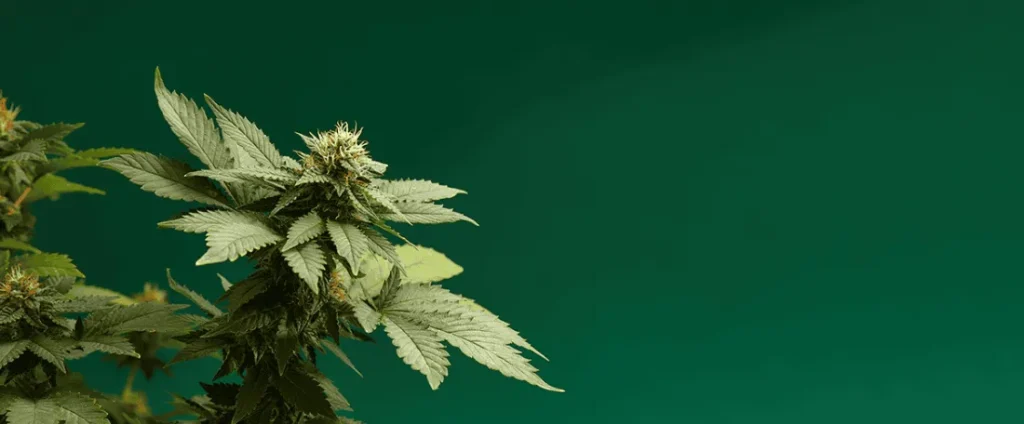 Quarter of Weed: How Much Is It? Full Guide