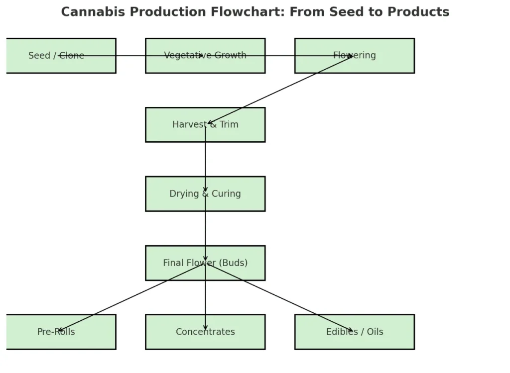From Seed to Products: How Cannabis is Made