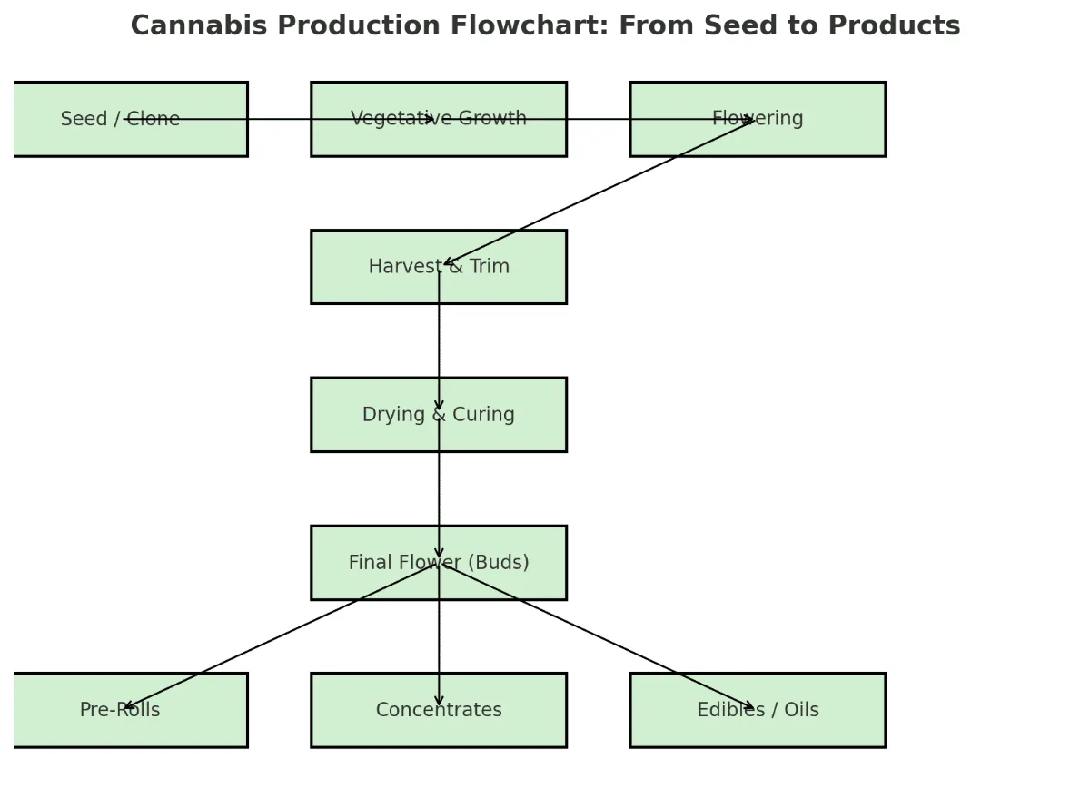 From Seed to Products: How Cannabis is Made