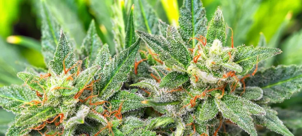 White Plains Dispensaries & Weed Delivery Guide