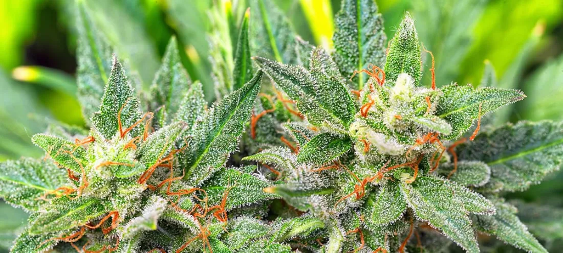 White Plains Dispensaries & Weed Delivery Guide