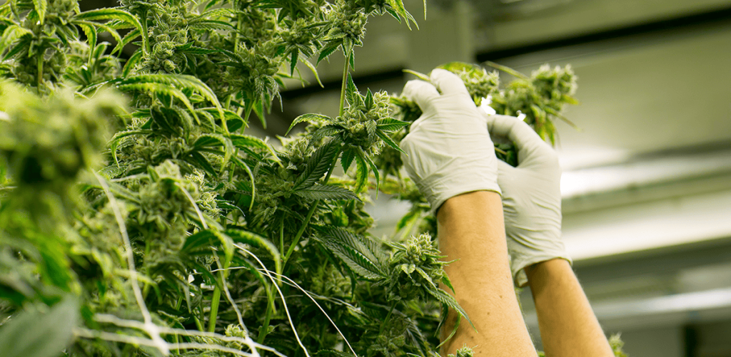 Best Deals Under $20 Near You