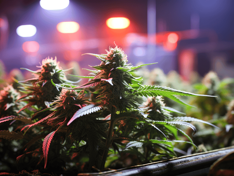 How on Demand Cannabis Delivery Became the norm for 2025