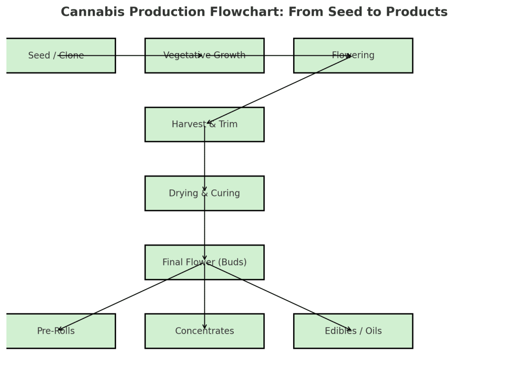 From Seed to Products: How Cannabis is Made