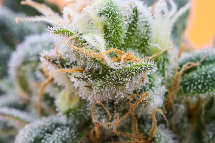 What Are Terpenes and How Do They Affect Your High?