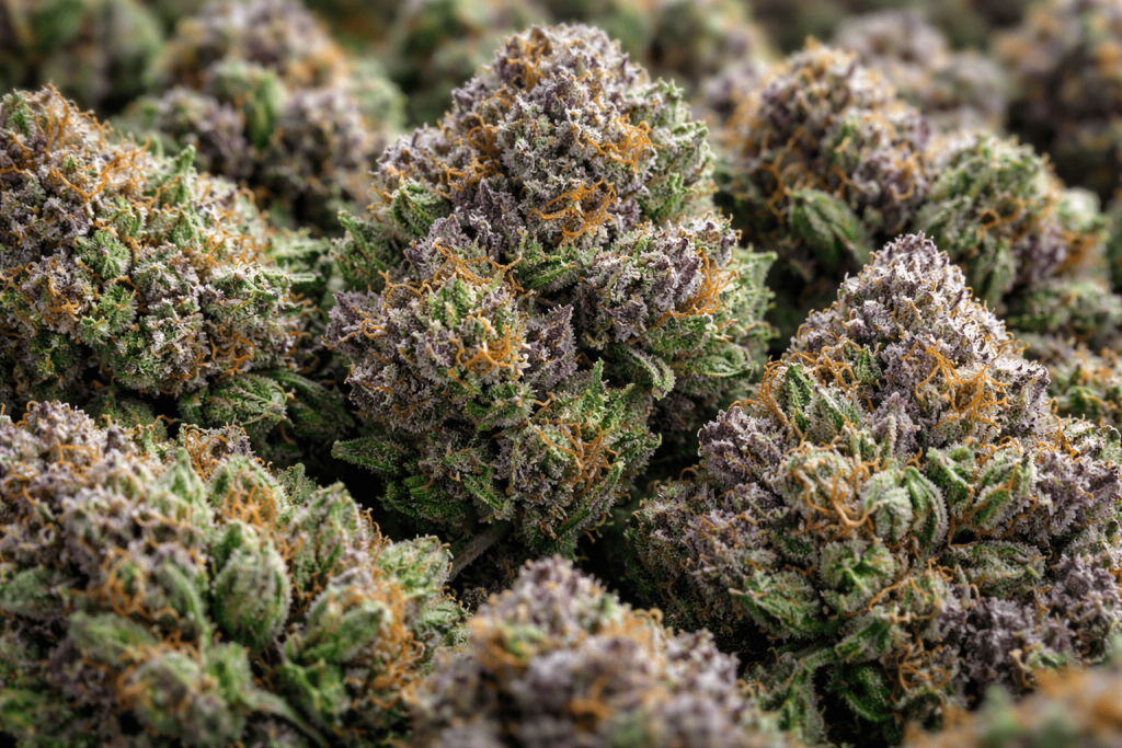 The Complete Guide to Indica Cannabis