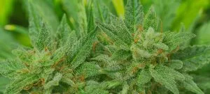 Premium craft cannabis flower from Cannabis Realm NY