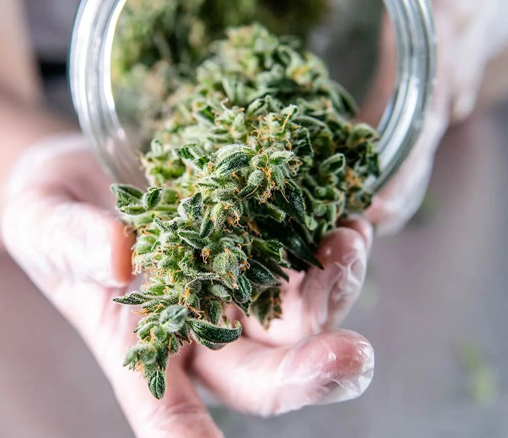 Cannabis bud